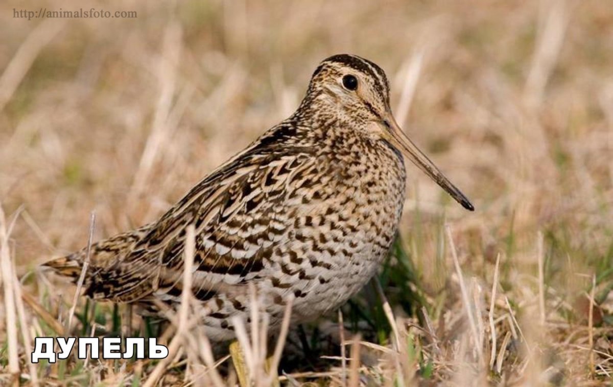 Вальдшнеп кроншнеп Бекас