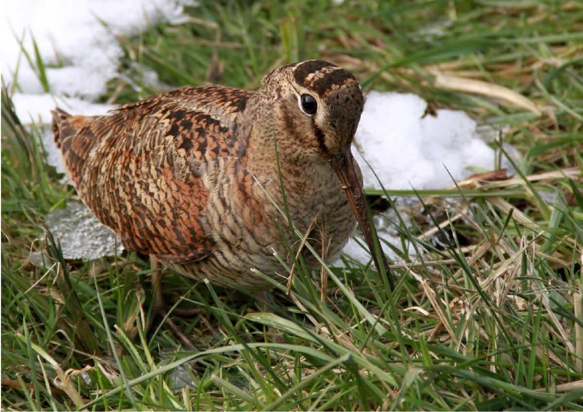 Сколопакс рустикола