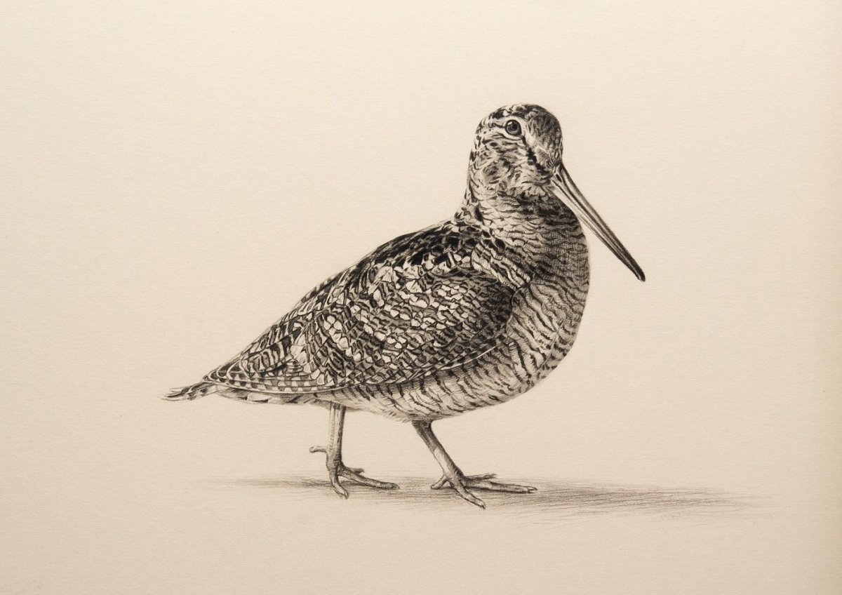 Woodcock transparent