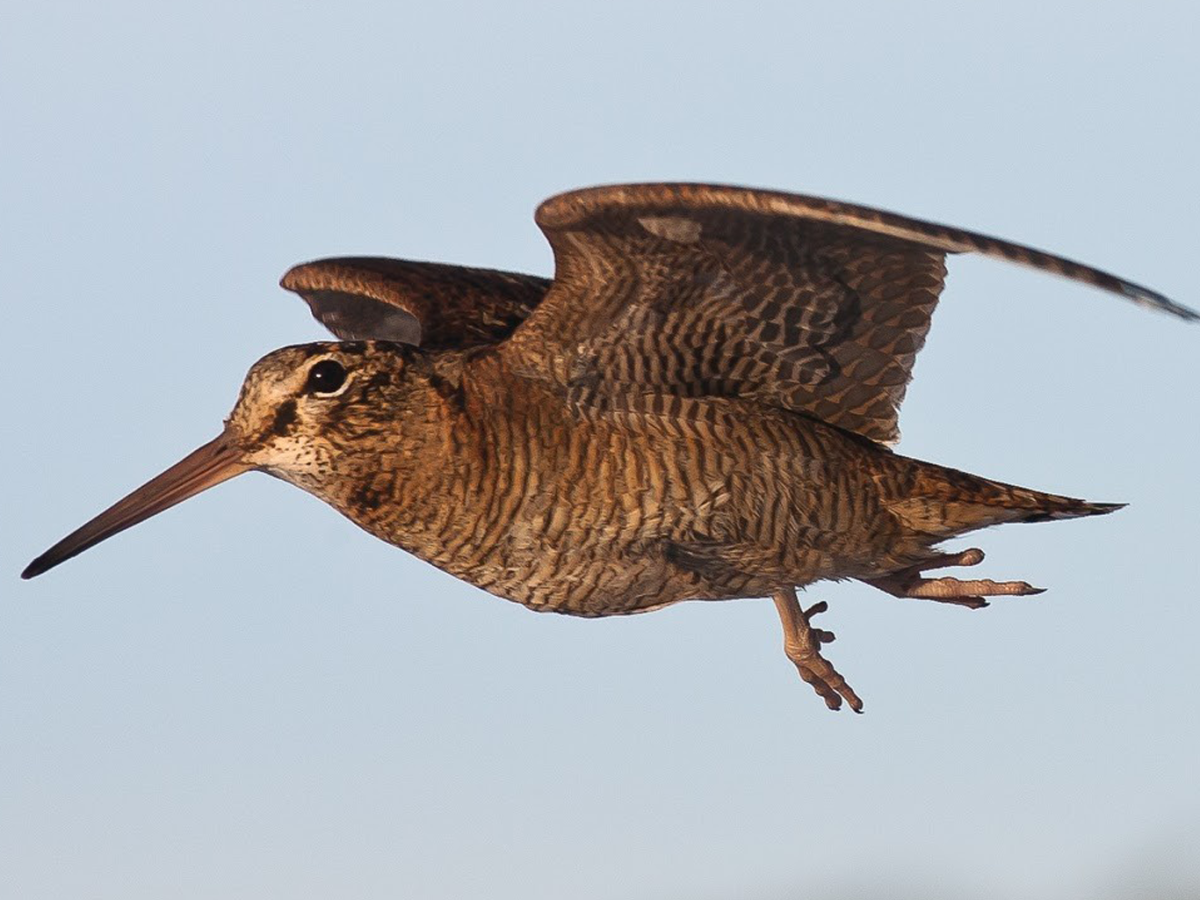 Вальдшнеп птица голос