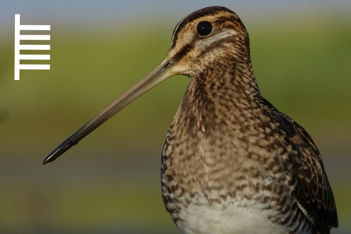 Вальдшнеп кроншнеп Бекас