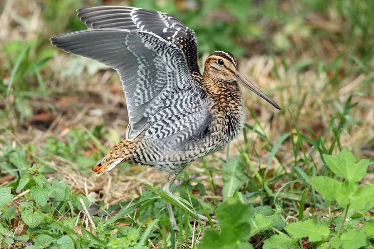 Дупель Gallinago Media