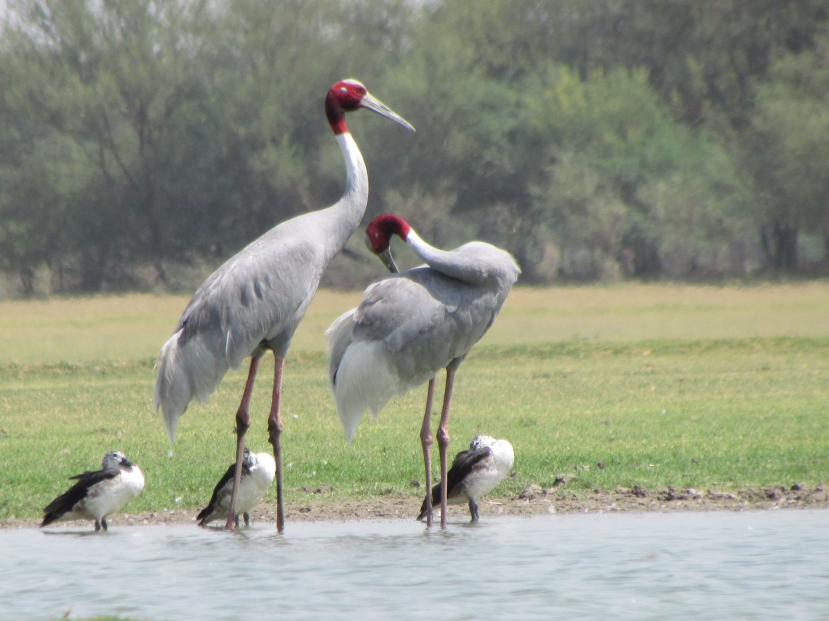 Журавль с журавлятами