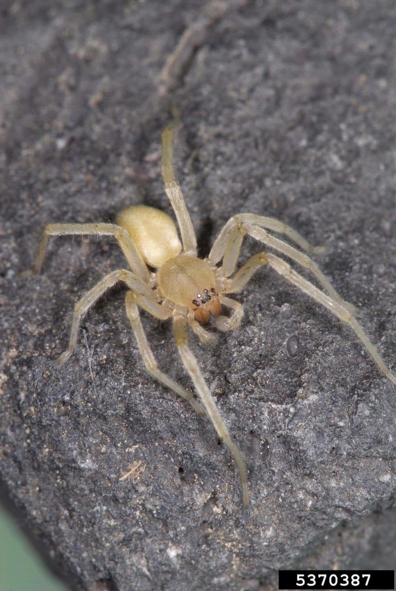 Cheiracanthium inclusum