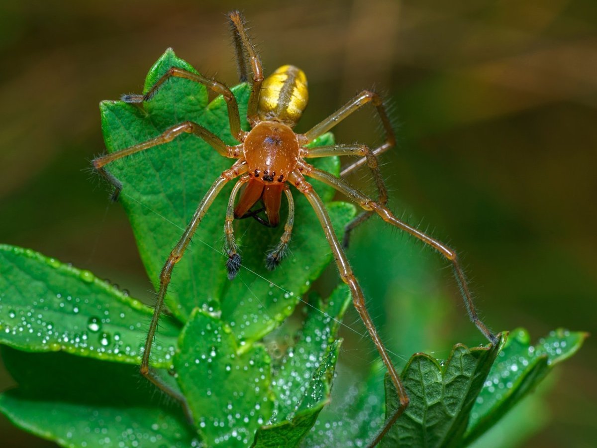 Паук Cheiracanthium punctorium ядовитый