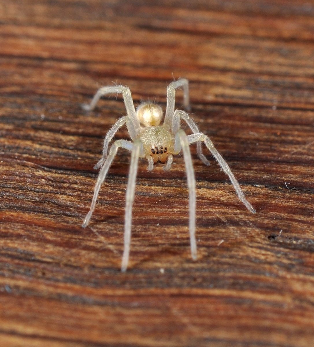 Cheiracanthium mildei