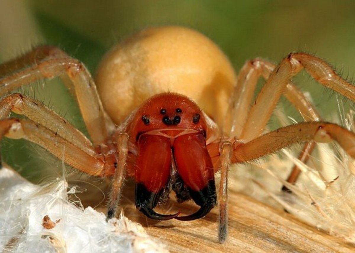 Cheiracanthium punctorium укус