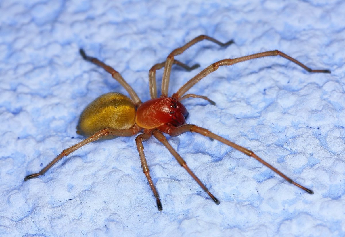 Паук хиракантида