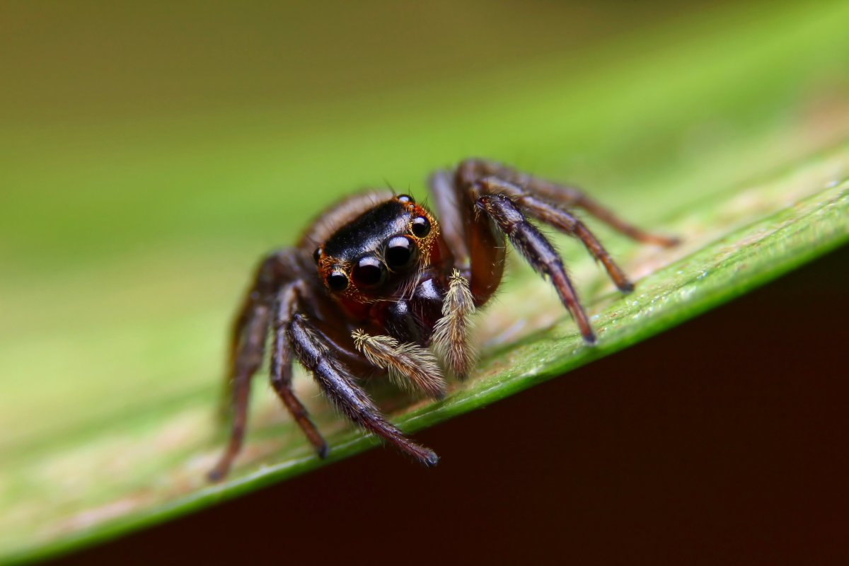 Паук мешочник
