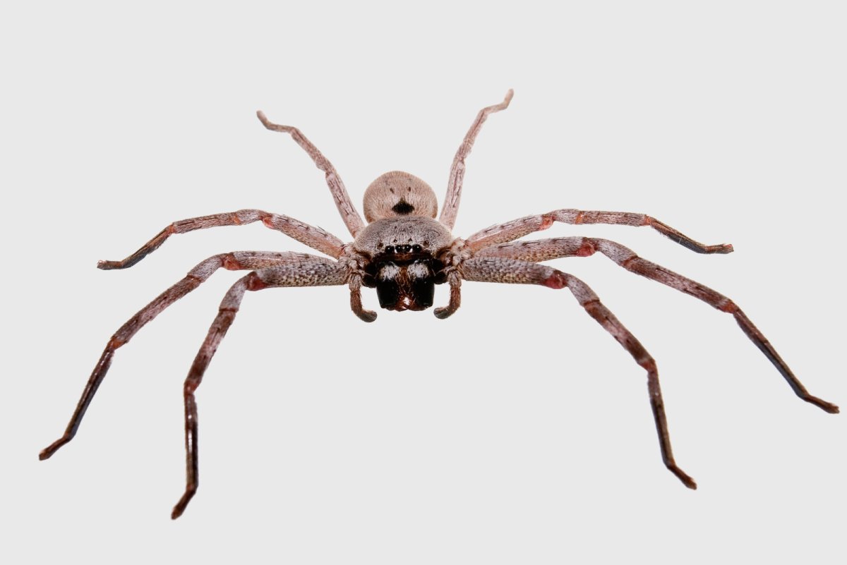 Sparassidae паук