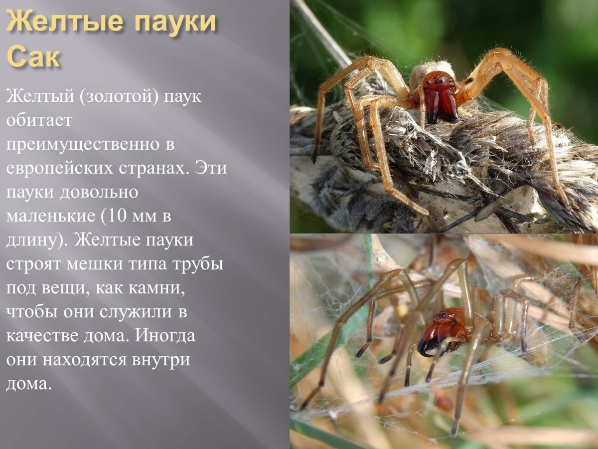 Ядовитый паук желтый Сак