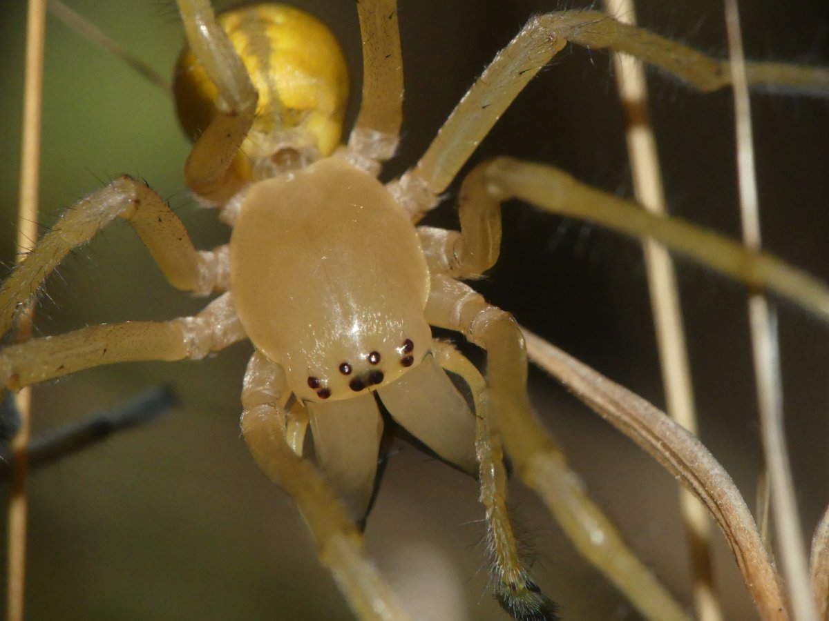 Сумчатый паук Cheiracanthium punctorium