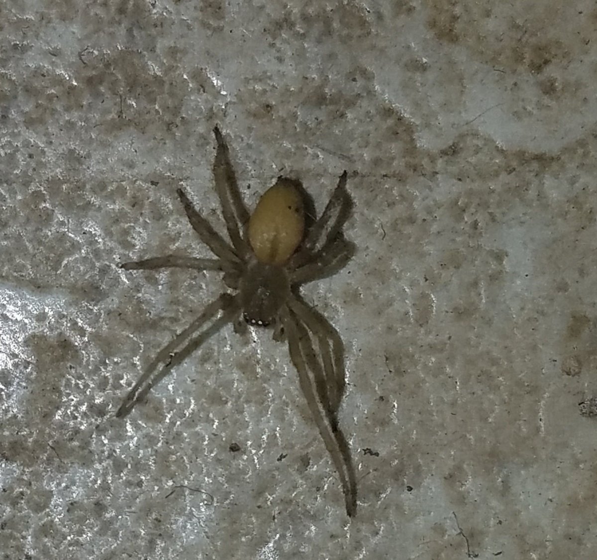 Cheiracanthium mildei паук