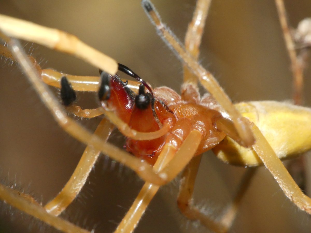 Сумчатый паук Cheiracanthium punctorium