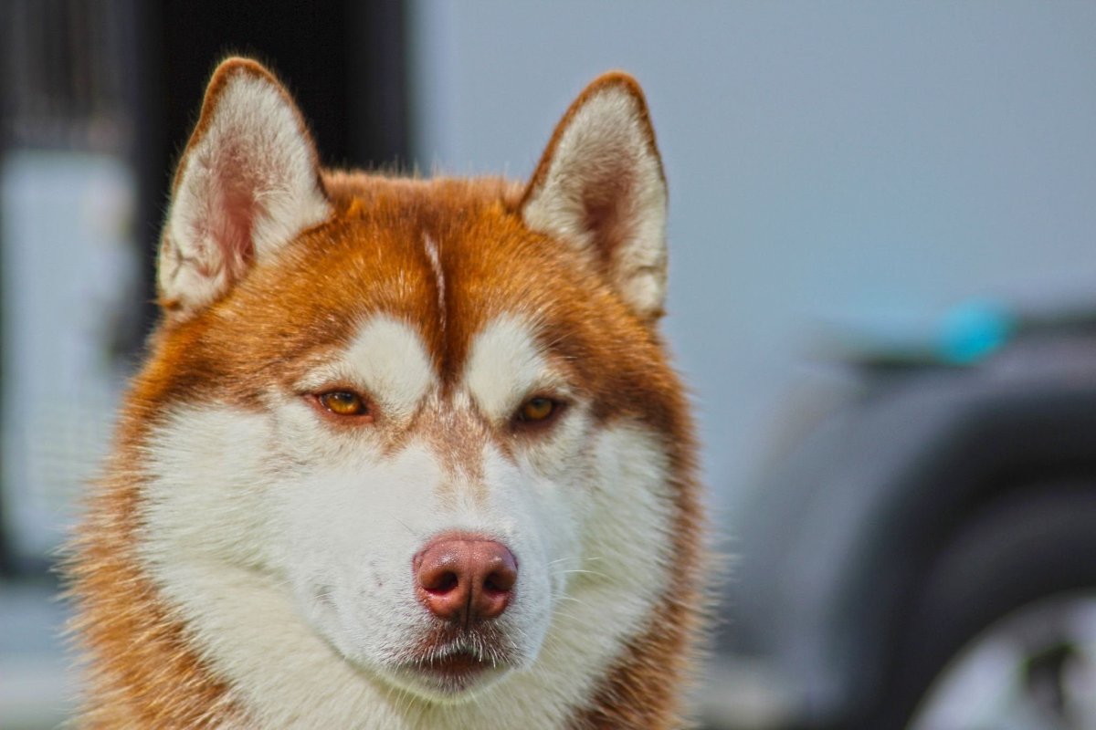 Хаски собака рыжая