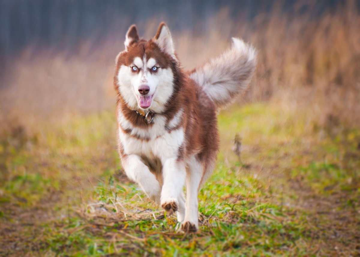 Сибирский хаски рыжий