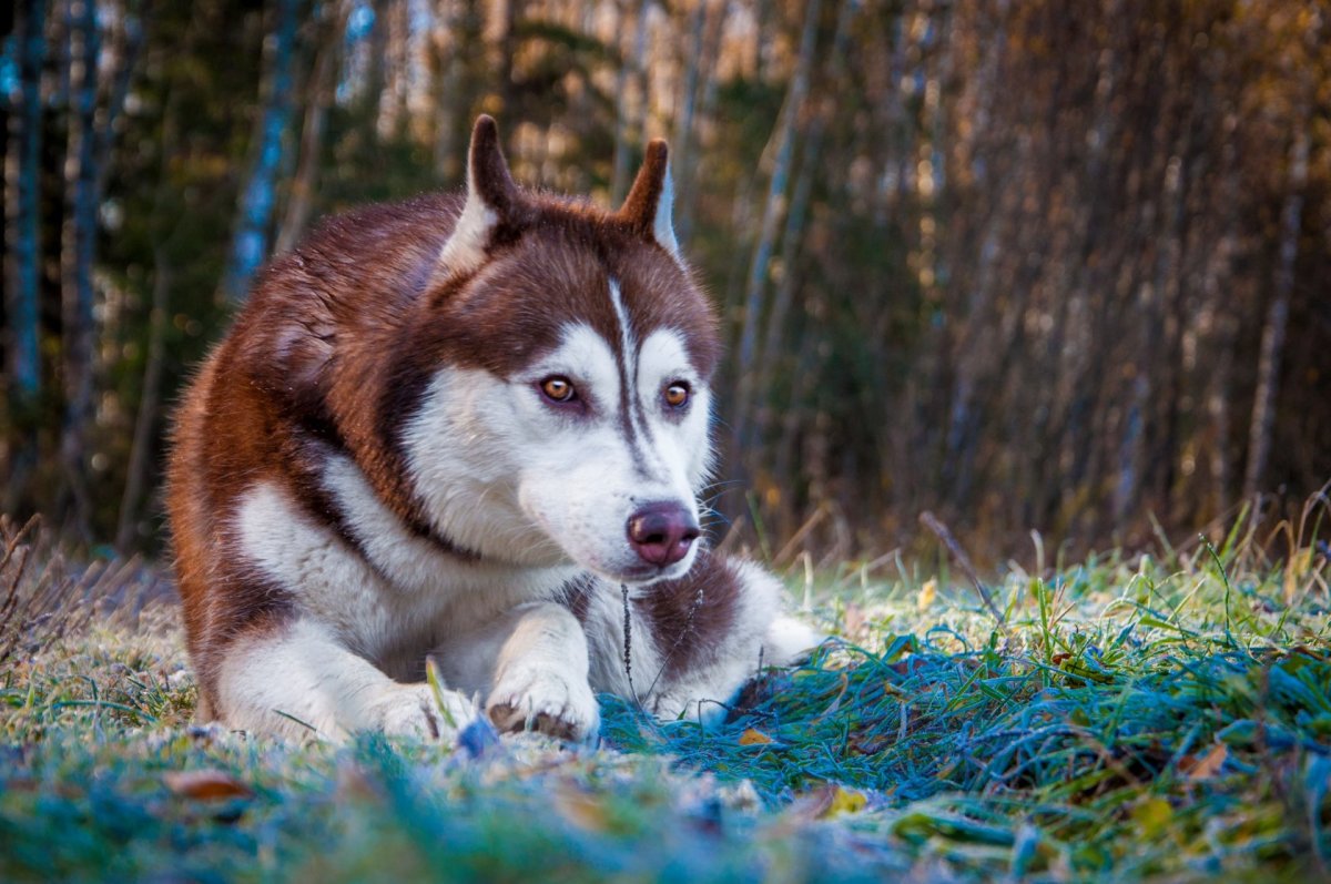 Сибирский хаски рыжий
