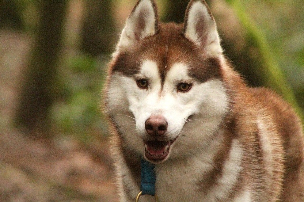 Карамельная хаски