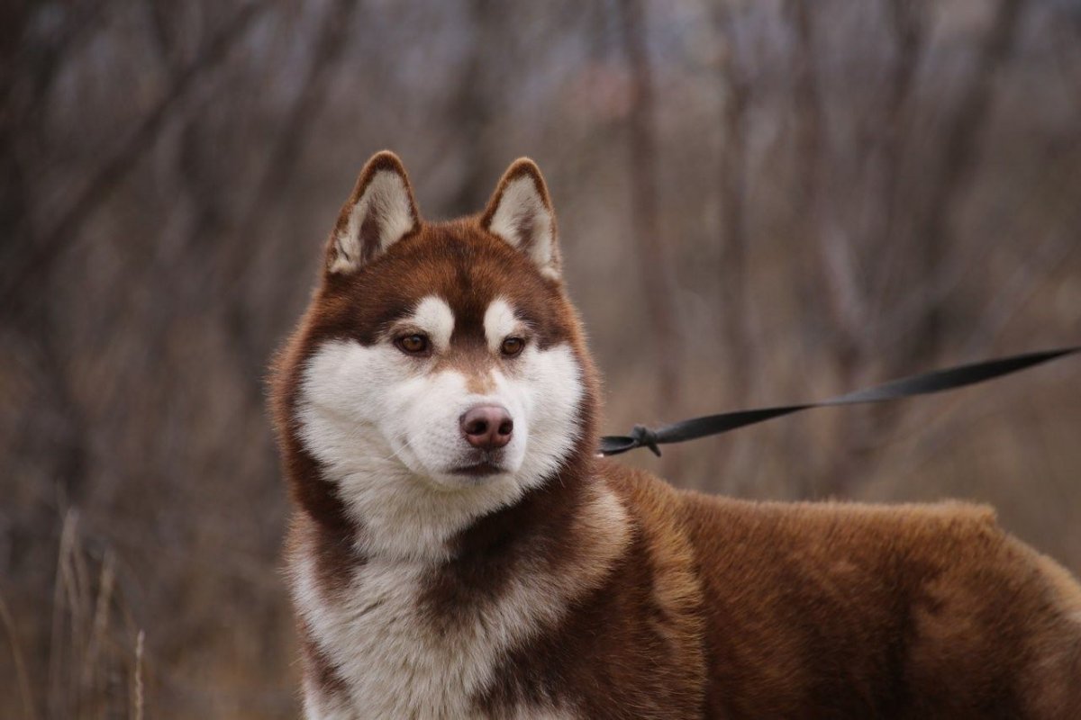 Сибирский хаски рыжий