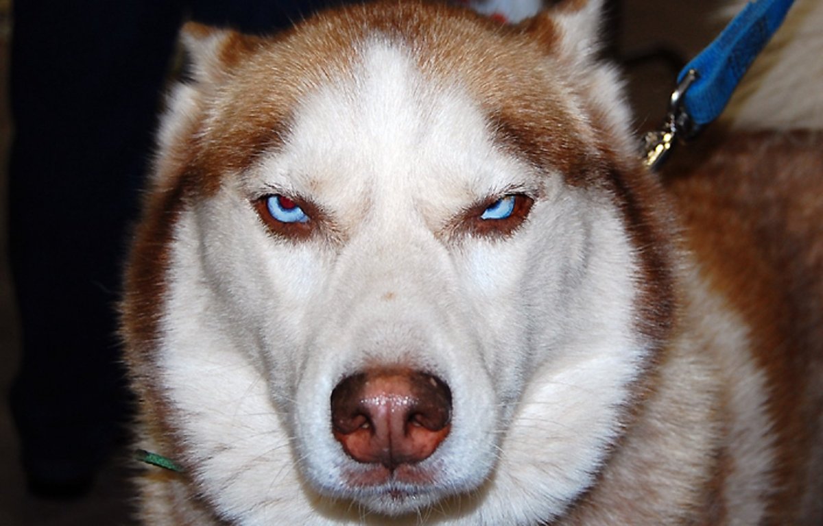 Рыжий хаски с голубыми глазами
