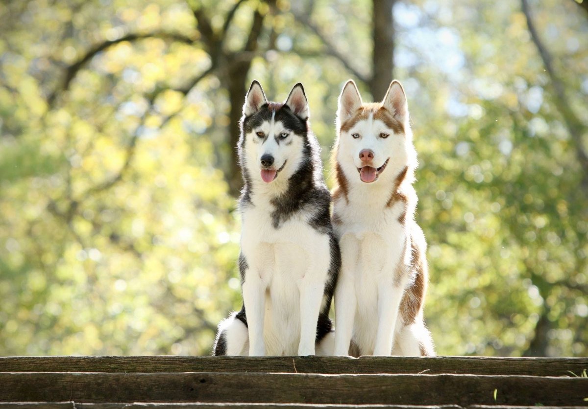 Американский хаски