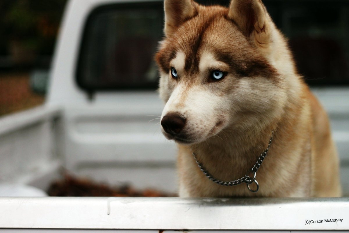 Рыжая хаски профиль