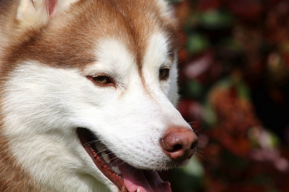 Хаски рыжий пушистый