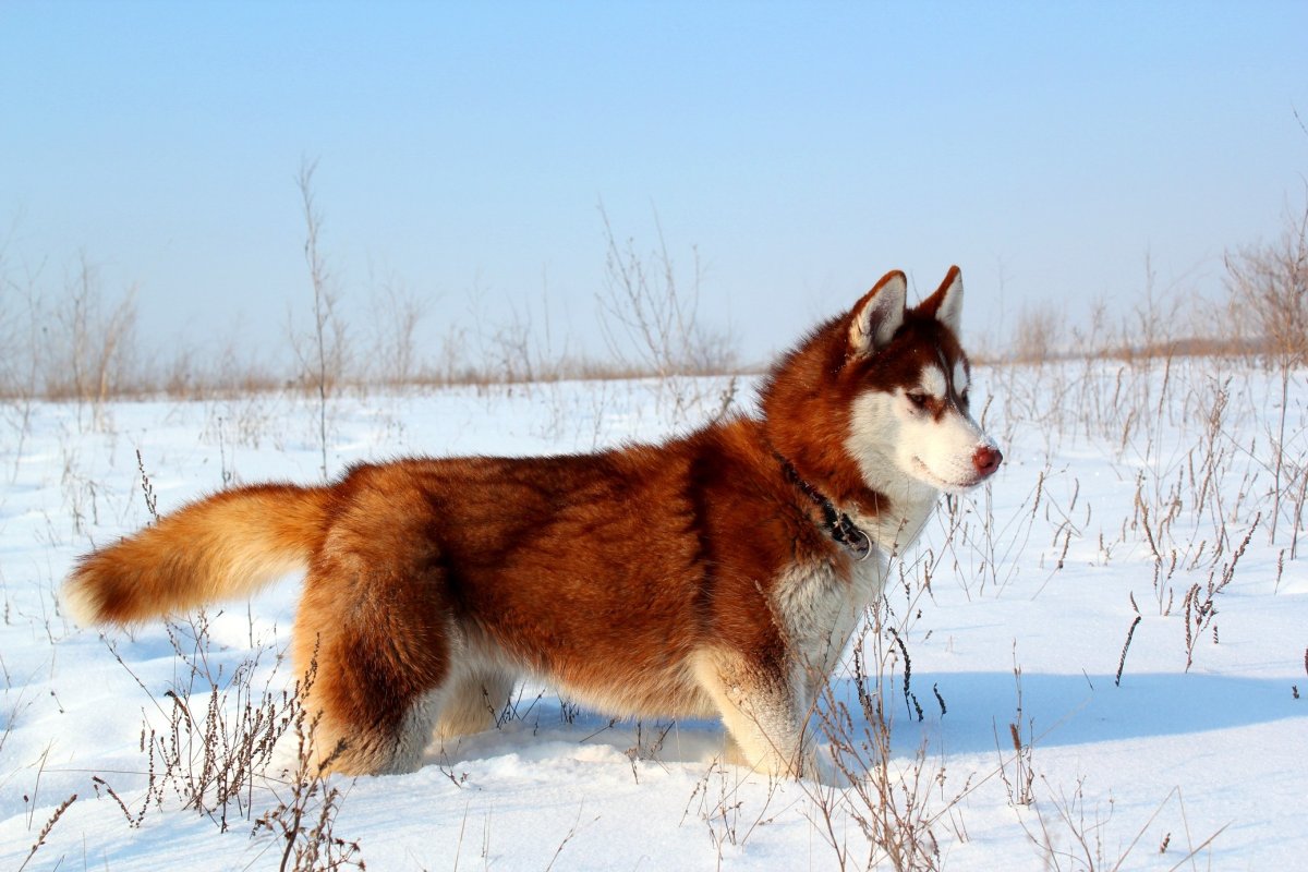 Сибирская хаски бело рыжая