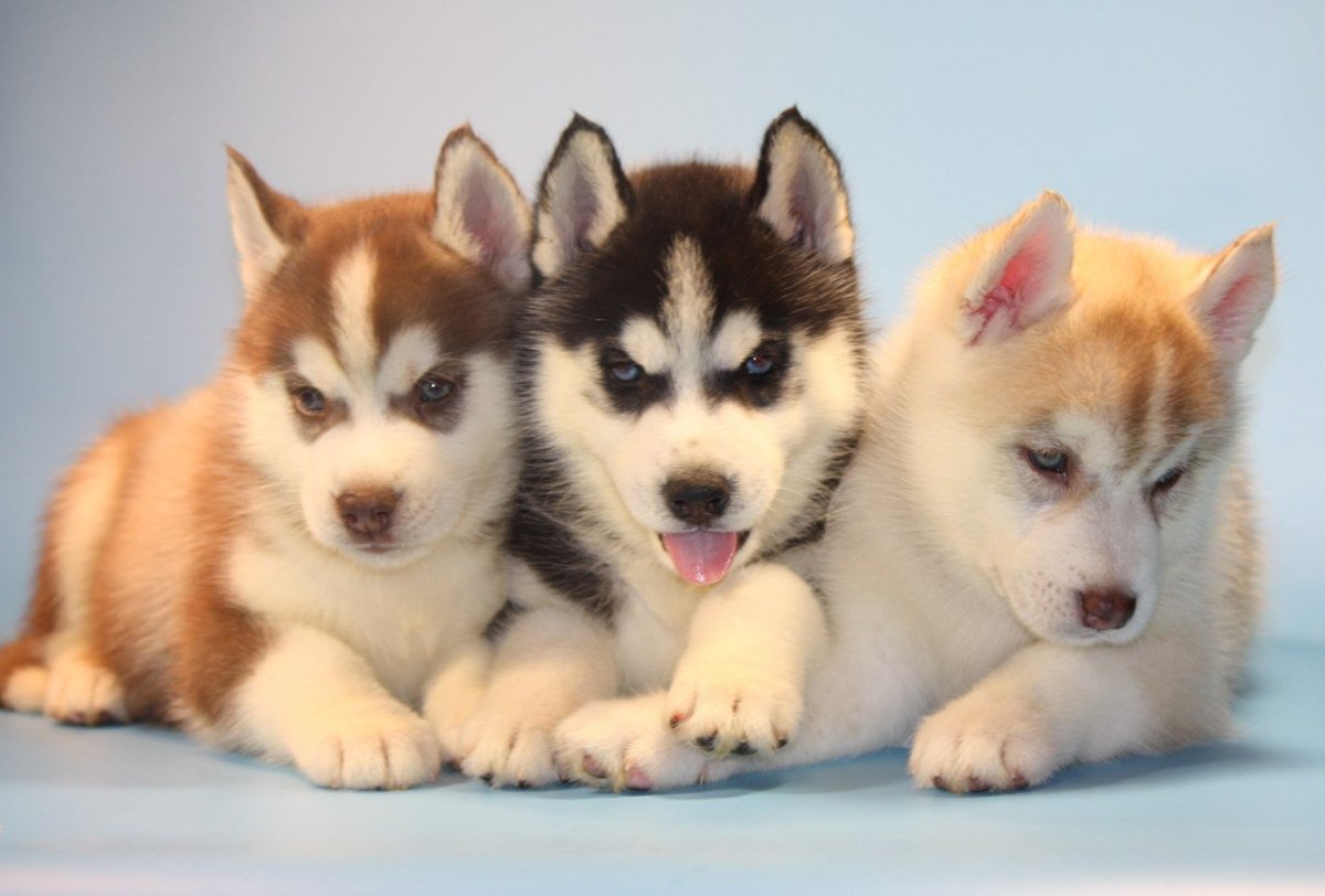 Трехцветные хаски
