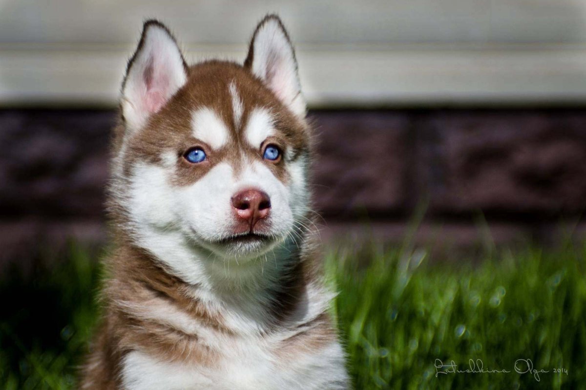 Сибирский хаски рыжий