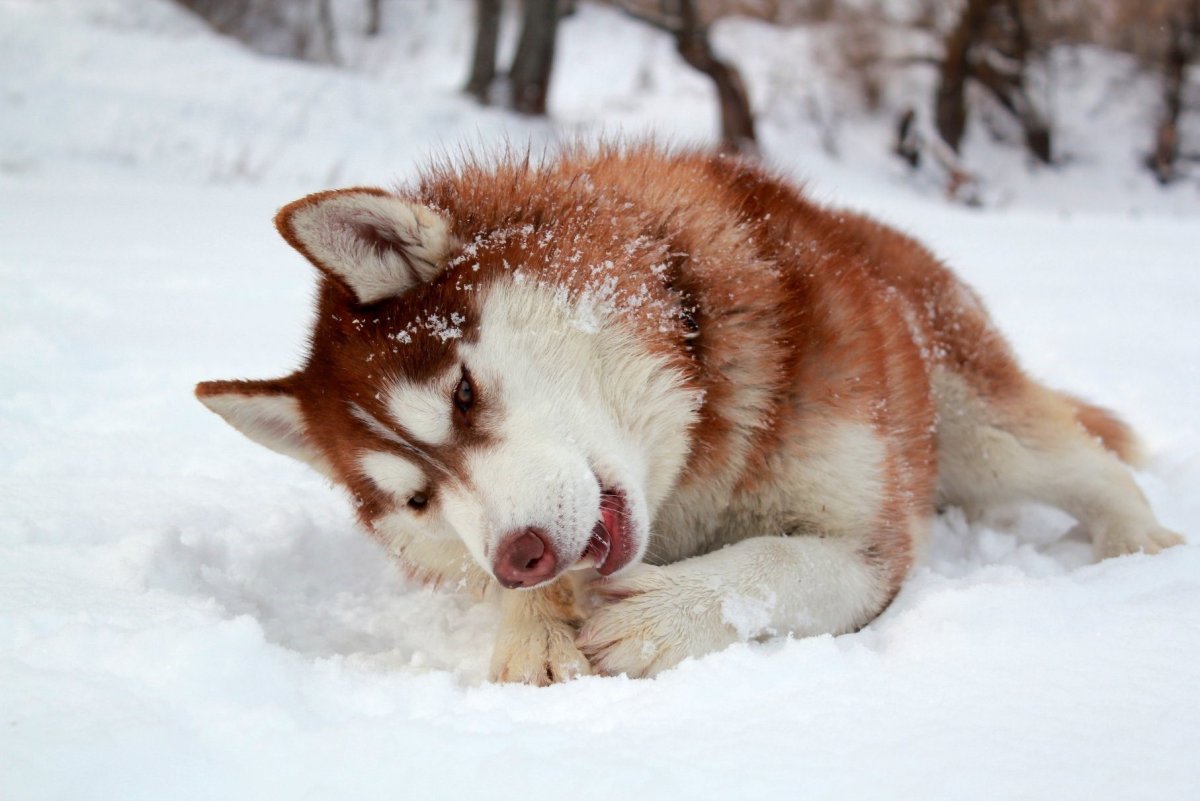 Хаски рыжая