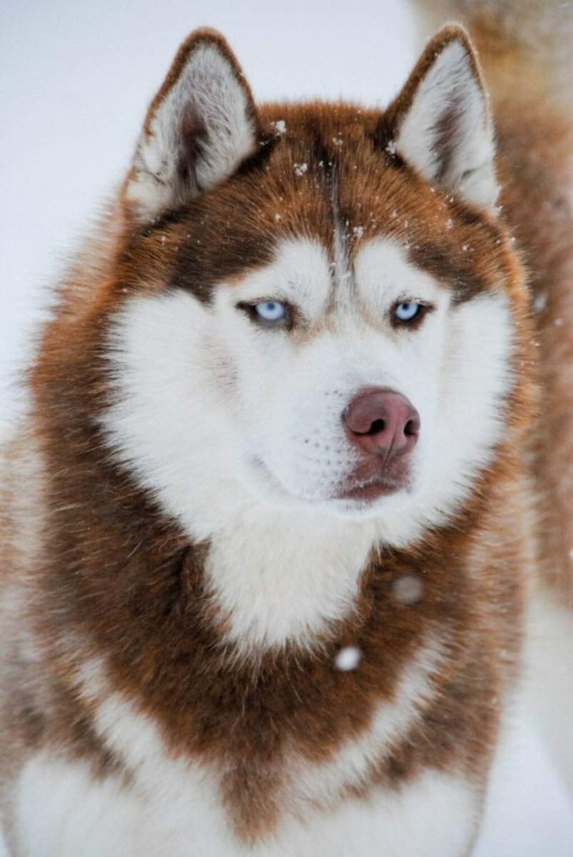 Сибирский хаски рыжий