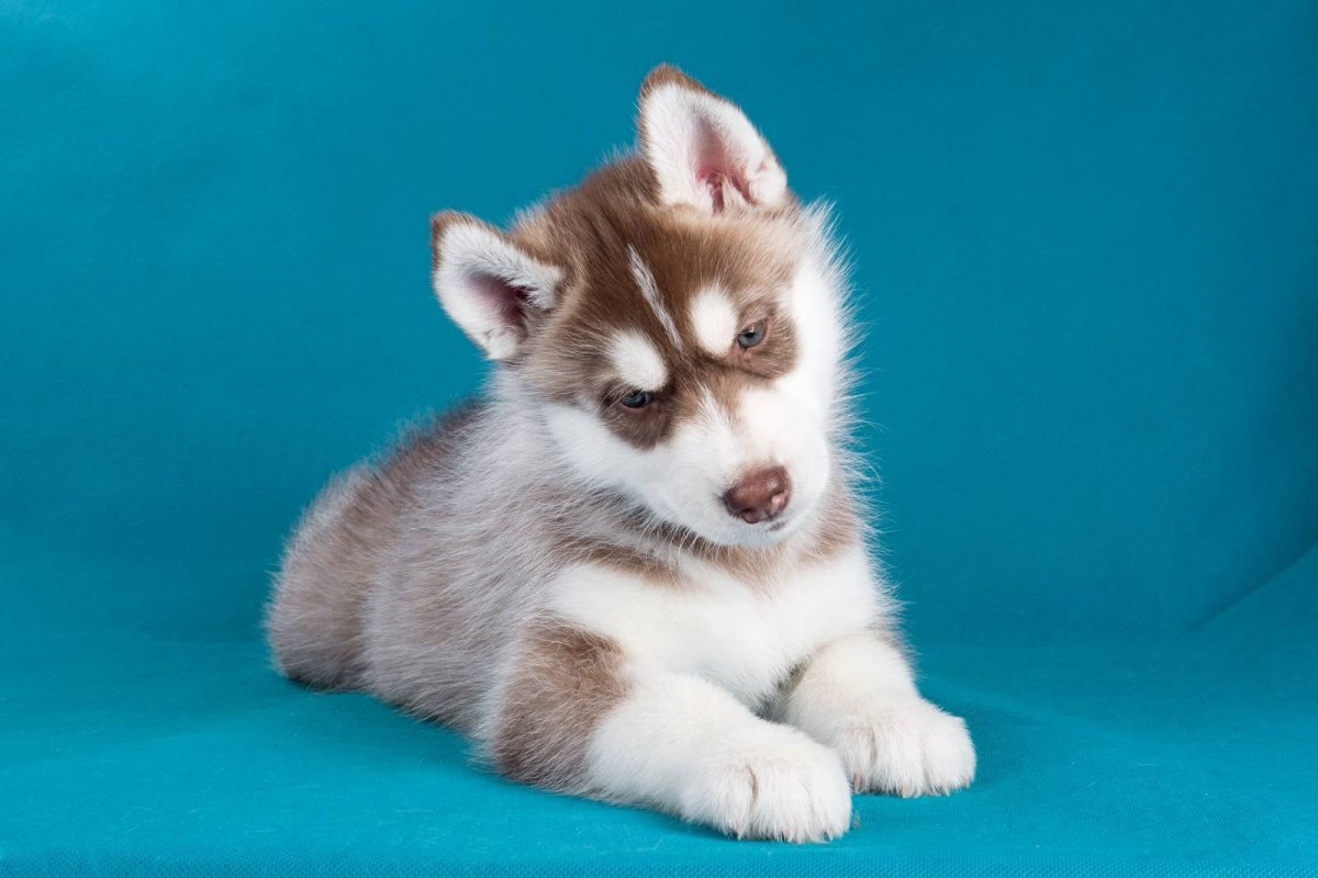 Сибирский хаски