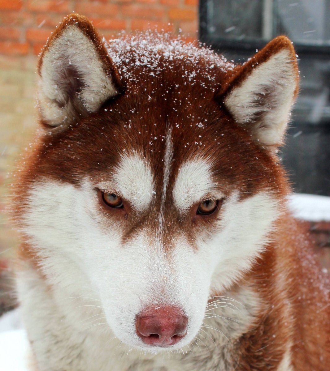 Сибирский хаски шоколадный