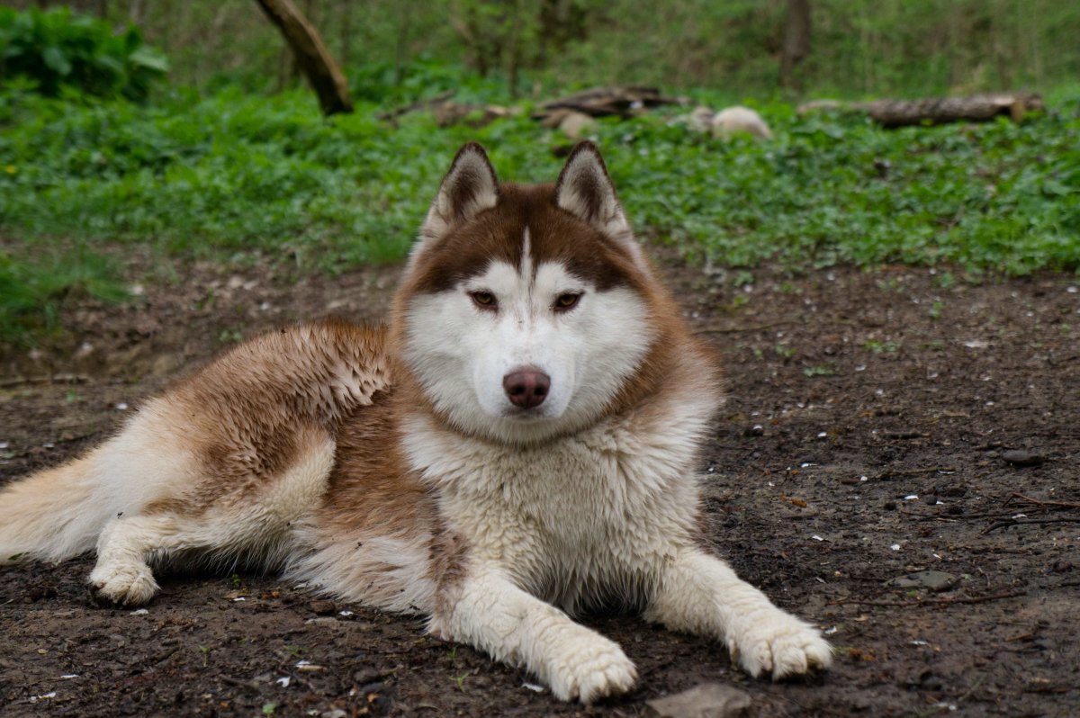 Сибирская лайка с хаски рыжая