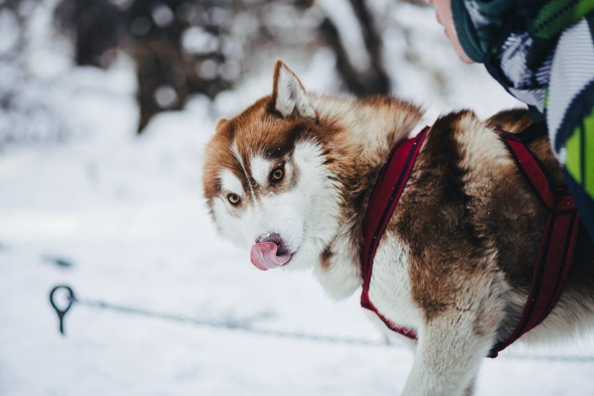 Хаски Арлекин коричневый