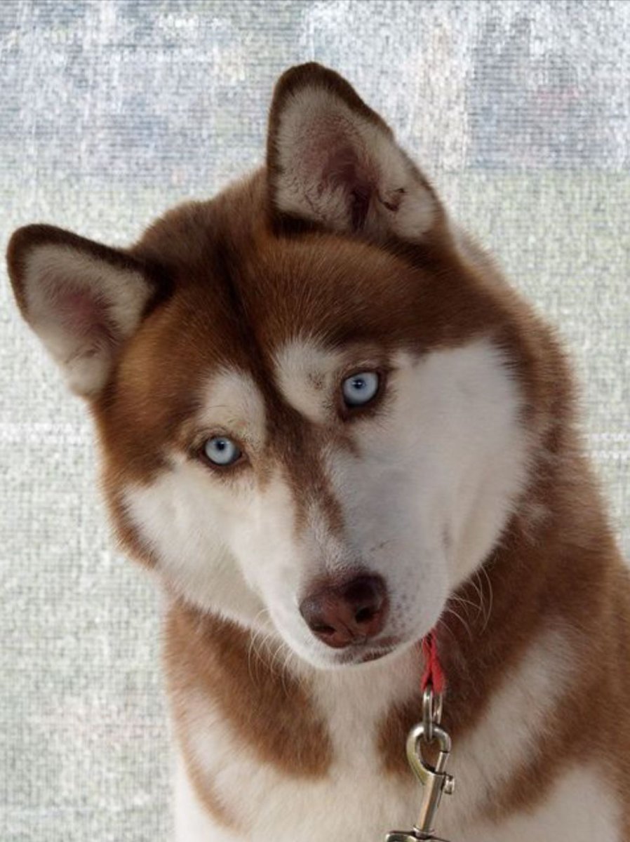 Сибирский хаски коричневый