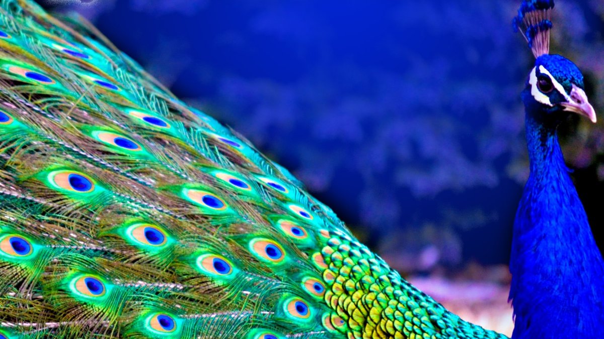 Яркие Павлины