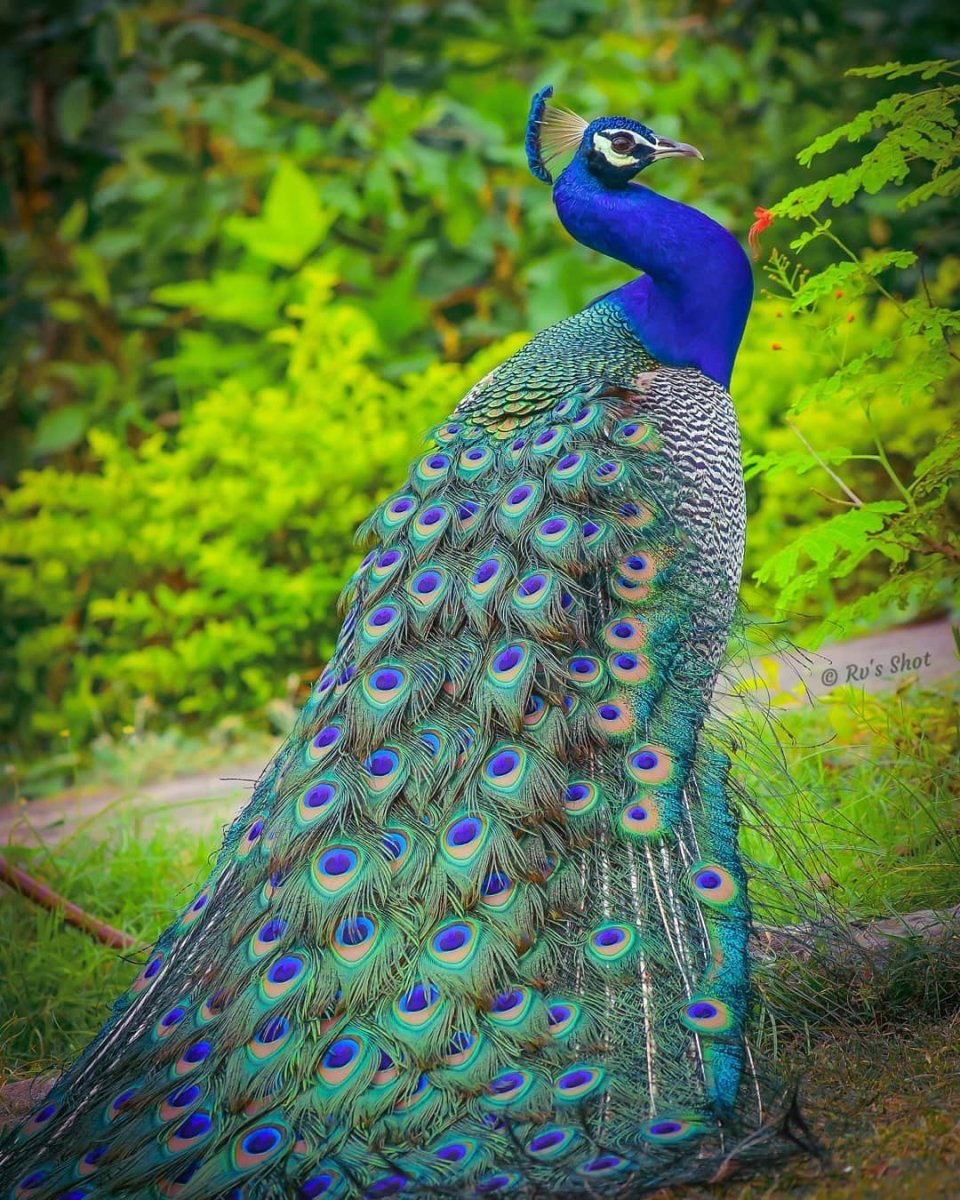 Императорский бордовый Павлин