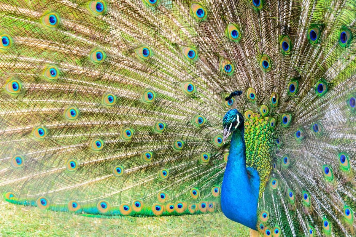 Peacock affect