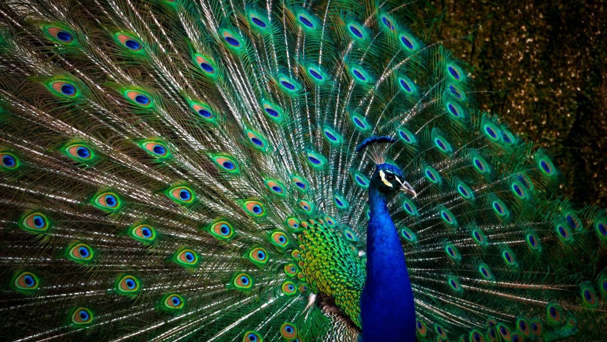 Стая павлинов