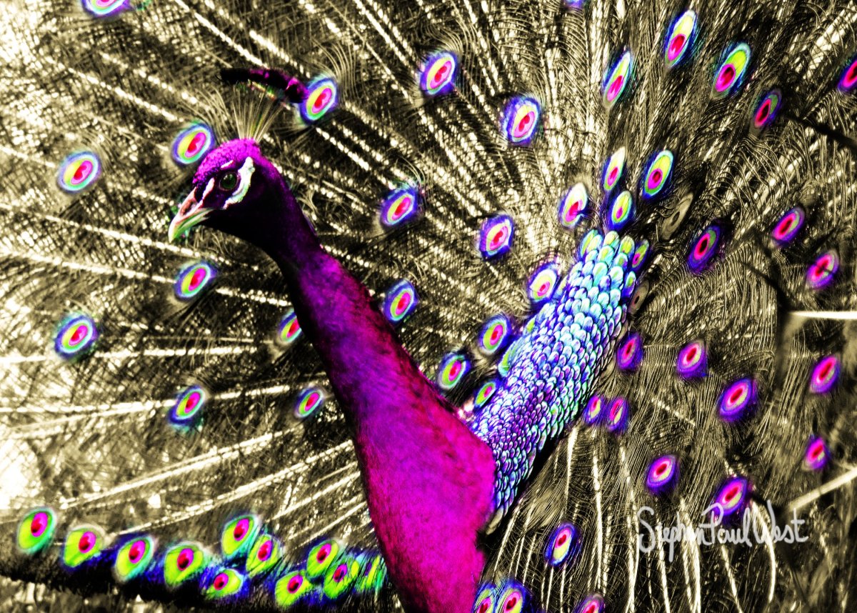 Фиолетовый Павлин