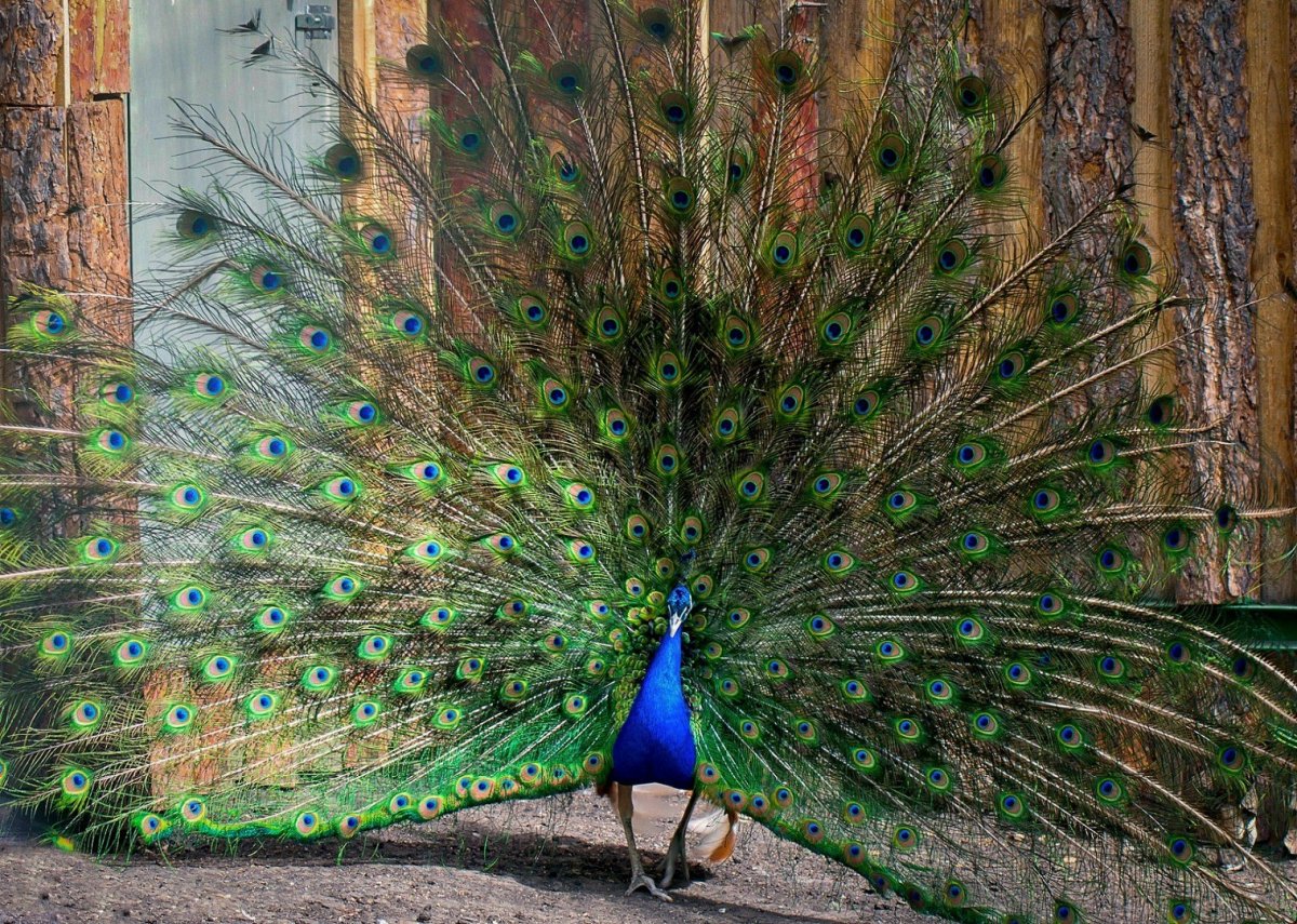 Императорский бордовый Павлин