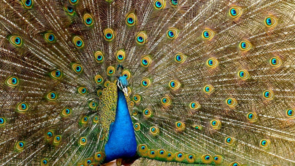 Павлин на рабочий стол
