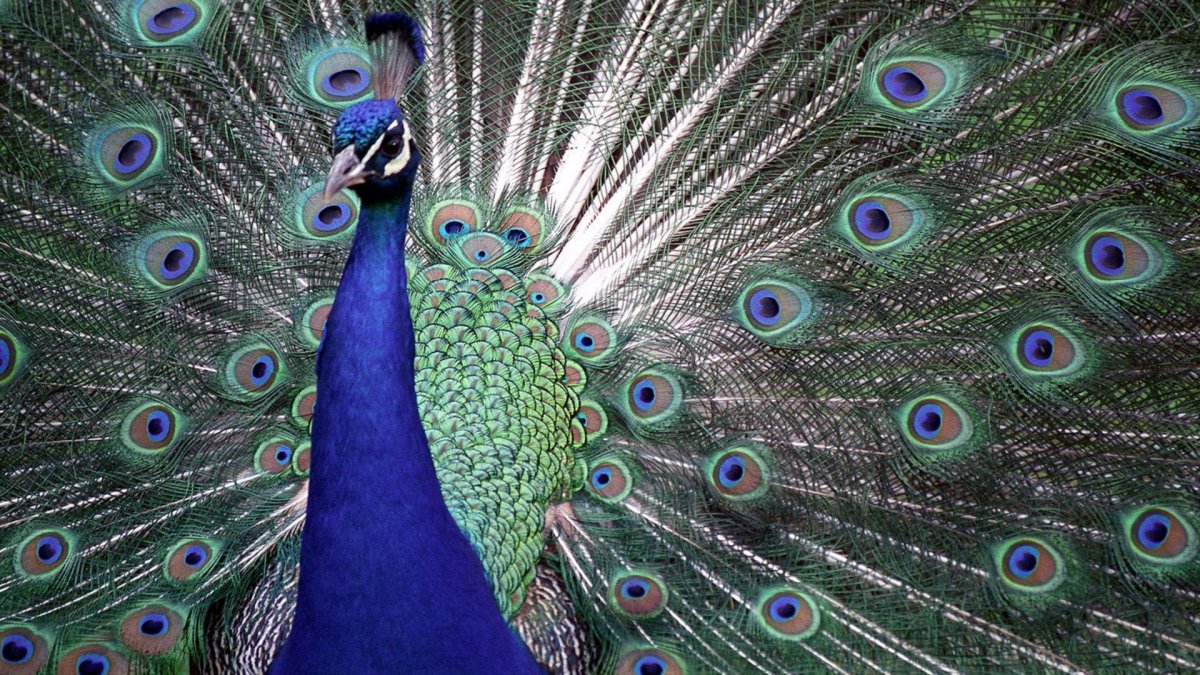 Павлин Павлиныч Курослепов