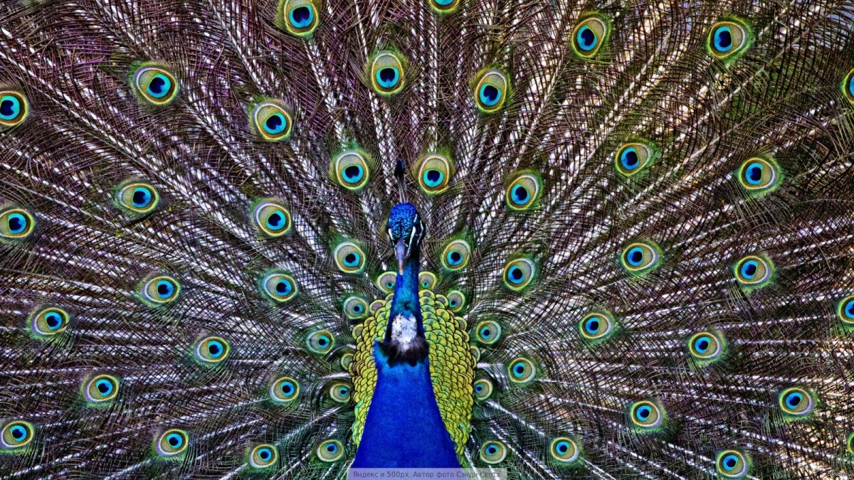 Павлин во всей красе