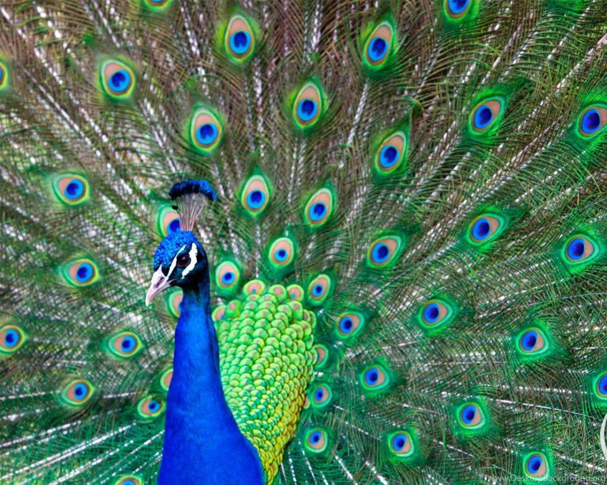 Обои Павлины