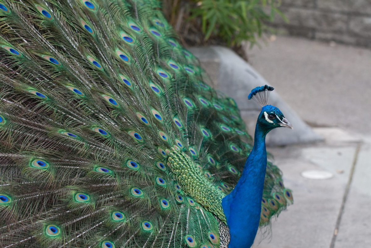 Обыкновенный Павлин Индия