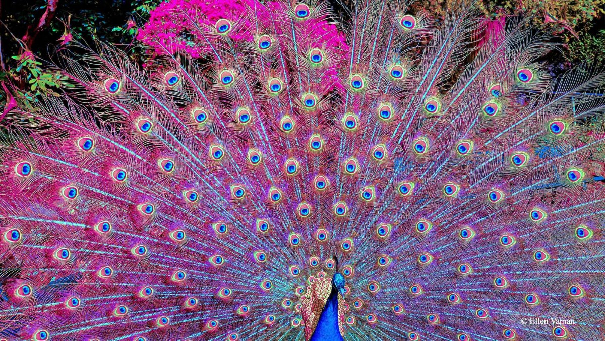 Фиолетовый Павлин