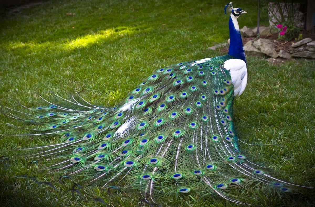 Павлин Арлекино